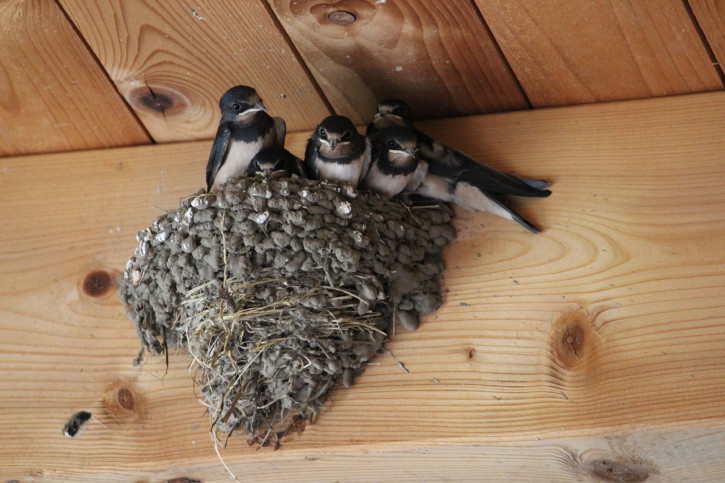 La reproduction des oiseaux